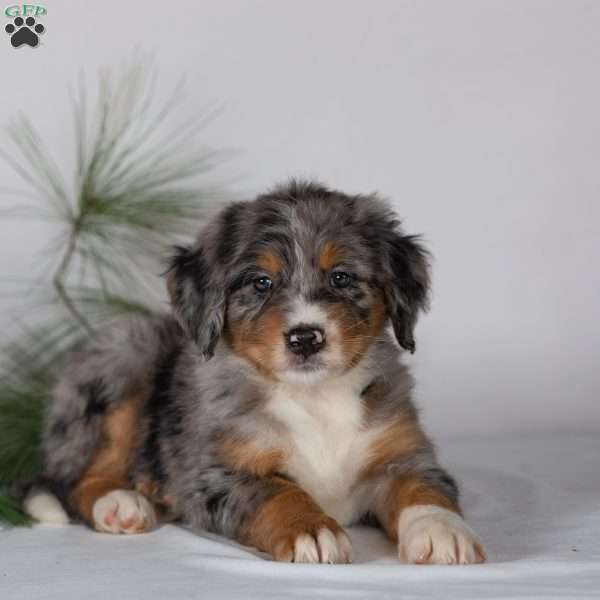 Tracker, Bernedoodle Puppy
