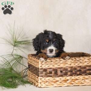 Twilight, Bernedoodle Puppy