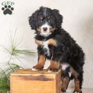Twilight, Bernedoodle Puppy