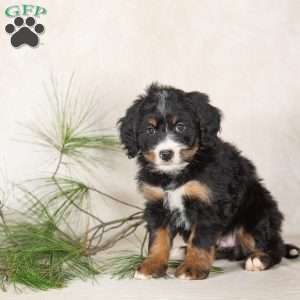 Twilight, Bernedoodle Puppy