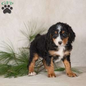 Twinkle, Bernedoodle Puppy