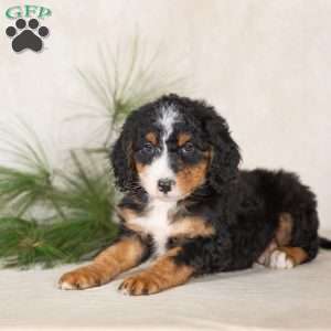 Twinkle, Bernedoodle Puppy