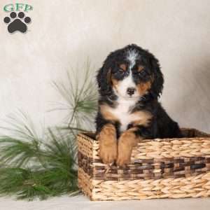Twinkle, Bernedoodle Puppy