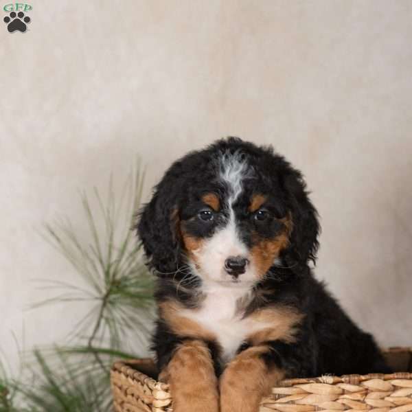 Twinkle, Bernedoodle Puppy