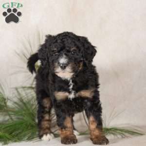 Trisha, Bernedoodle Puppy