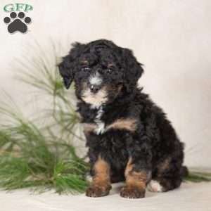 Trisha, Bernedoodle Puppy
