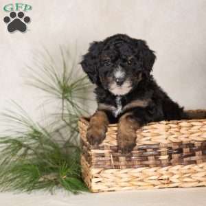 Trisha, Bernedoodle Puppy