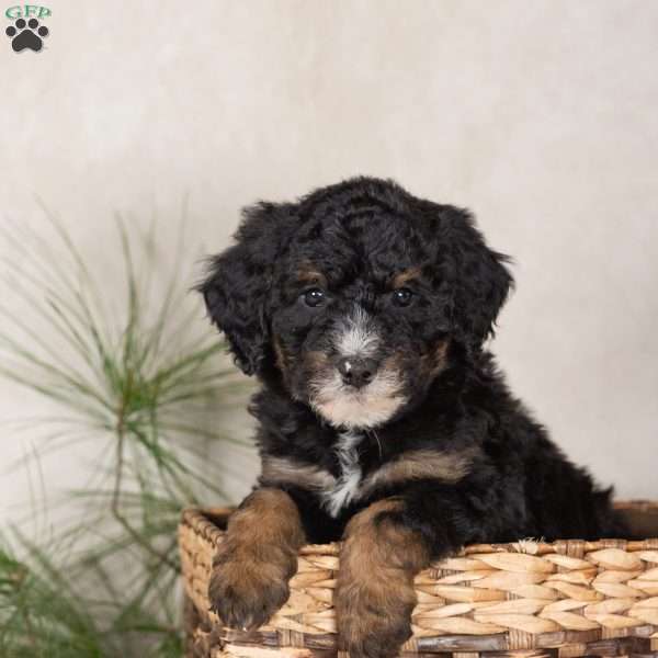 Trisha, Bernedoodle Puppy