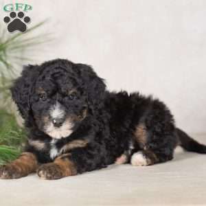 Trisha, Bernedoodle Puppy