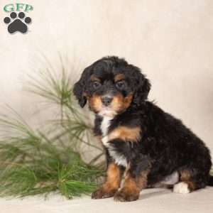 Tess, Bernedoodle Puppy