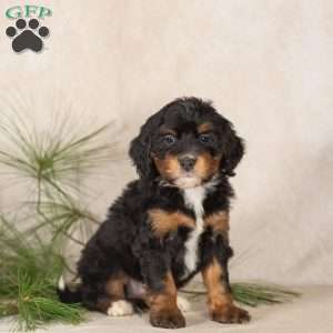 Tess, Bernedoodle Puppy