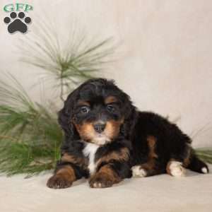 Tess, Bernedoodle Puppy