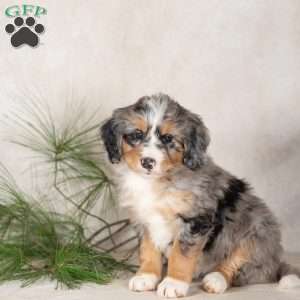 Tulip, Bernedoodle Puppy