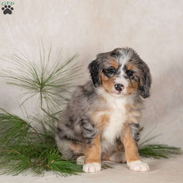 Tulip, Bernedoodle Puppy