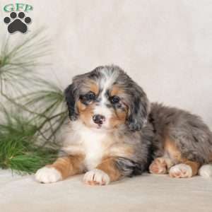 Tulip, Bernedoodle Puppy