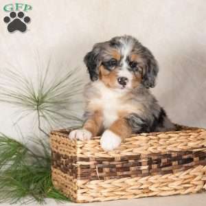 Tulip, Bernedoodle Puppy