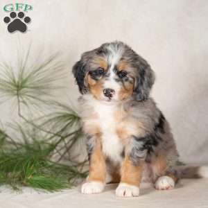 Tulip, Bernedoodle Puppy