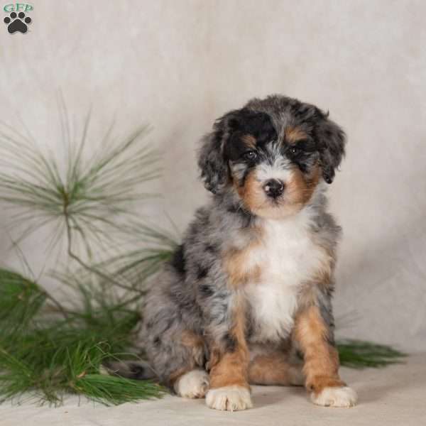 Tori, Bernedoodle Puppy