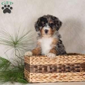 Tori, Bernedoodle Puppy