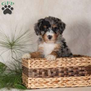 Tori, Bernedoodle Puppy