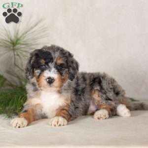 Tori, Bernedoodle Puppy
