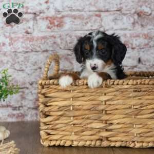 Gabby, Mini Bernedoodle Puppy