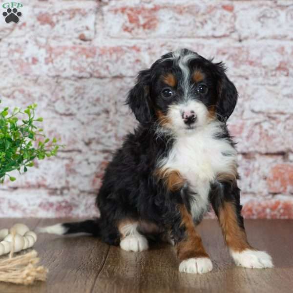 Gracie, Mini Bernedoodle Puppy