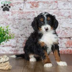 Gabby, Mini Bernedoodle Puppy