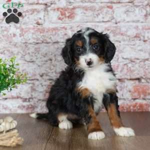 Gabby, Mini Bernedoodle Puppy