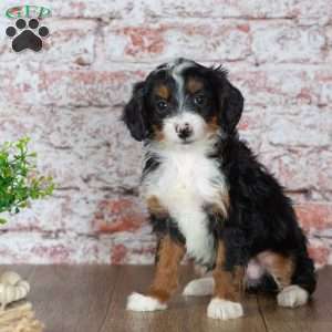 Gabby, Mini Bernedoodle Puppy