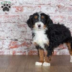 Gabby, Mini Bernedoodle Puppy