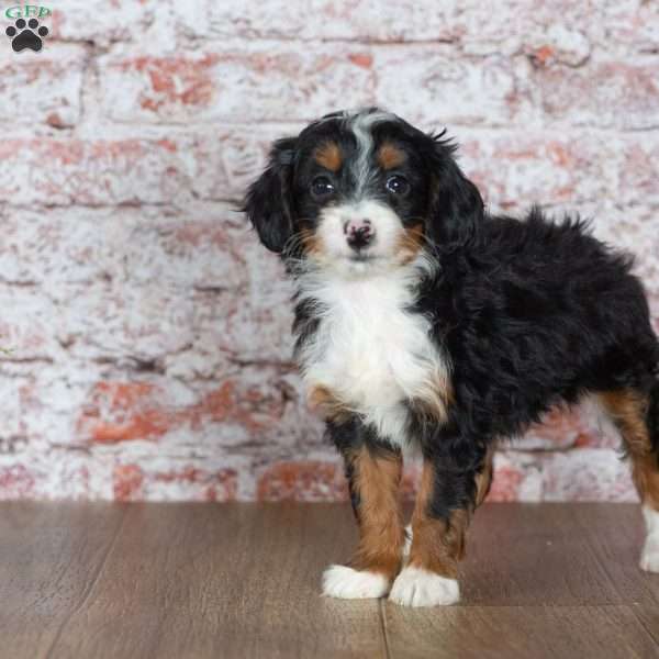 Gabby, Mini Bernedoodle Puppy