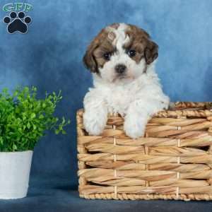 Quilla, Teddy Bear Puppy