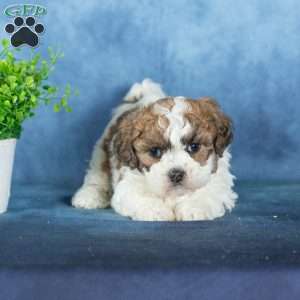 Quilla, Teddy Bear Puppy