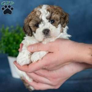 Quilla, Teddy Bear Puppy