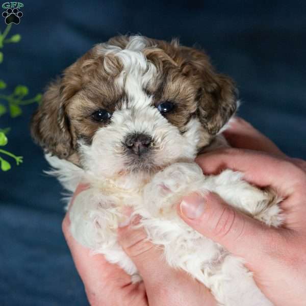 Quilla, Teddy Bear Puppy