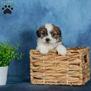 Quincy, Teddy Bear Puppy