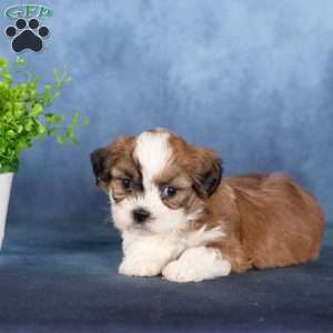 Quincy, Teddy Bear Puppy