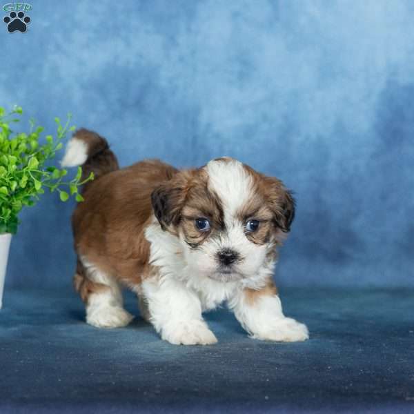 Quincy, Teddy Bear Puppy