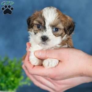 Quincy, Teddy Bear Puppy