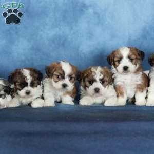 Quincy, Teddy Bear Puppy