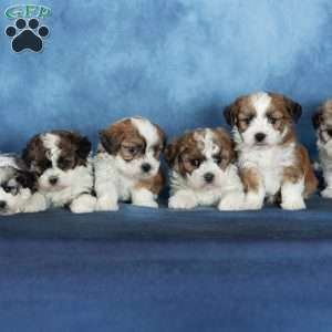 Quincy, Teddy Bear Puppy