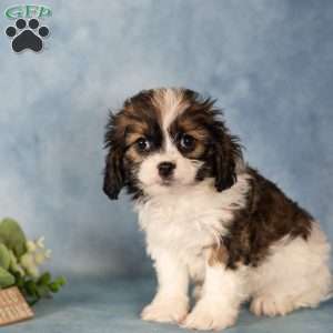Dee, Cavalier King Charles Mix Puppy