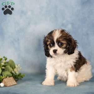 Dee, Cavalier King Charles Mix Puppy