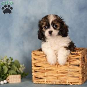 Dee, Cavalier King Charles Mix Puppy
