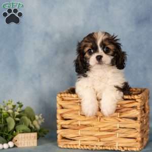 Dee, Cavalier King Charles Mix Puppy