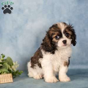 Dee, Cavalier King Charles Mix Puppy