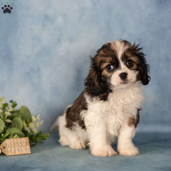 Dee, Cavalier King Charles Mix Puppy