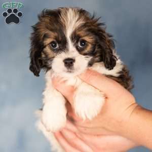 Dee, Cavalier King Charles Mix Puppy