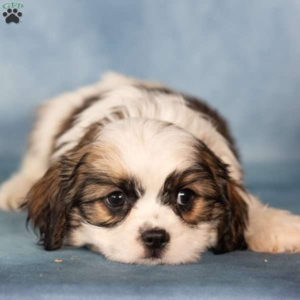 Diesel, Cavalier King Charles Mix Puppy